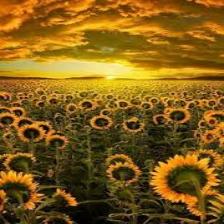 Sunflower-Train (1103).jpeg