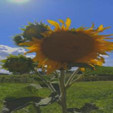 Sunflower-Train (1269).jpeg
