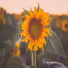 Sunflower-Train (1373).jpeg