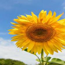 Sunflower-Train (1570).jpeg