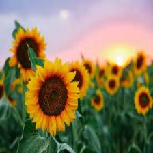 Sunflower-Train (1652).jpeg