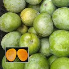 Mango (1013).jpeg