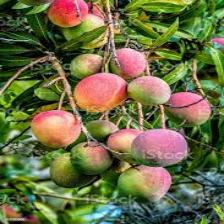 Mango (111).jpeg