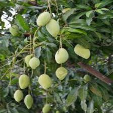 Mango (1126).jpeg