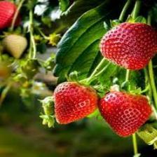 Strawberry (1175).jpeg