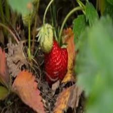 Strawberry (1199).jpeg