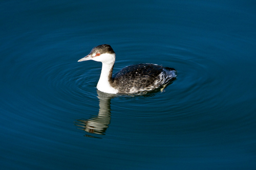 Western_Grebe_0090_36182.jpg