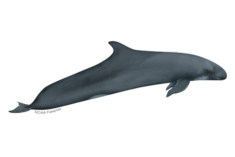 false-killer-whale.webp