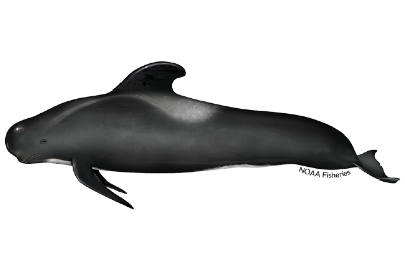 640x427-long-finned-pilot-whale.webp