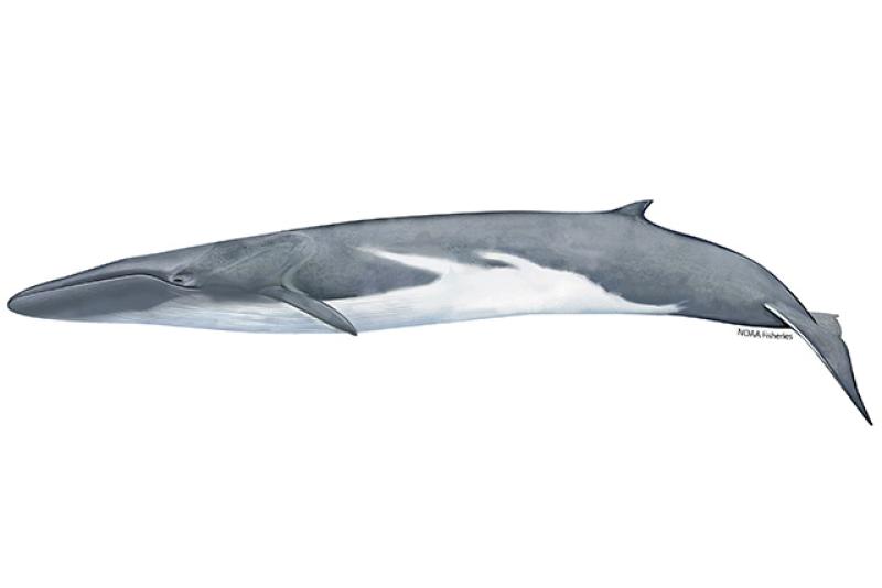 fin-whale.webp