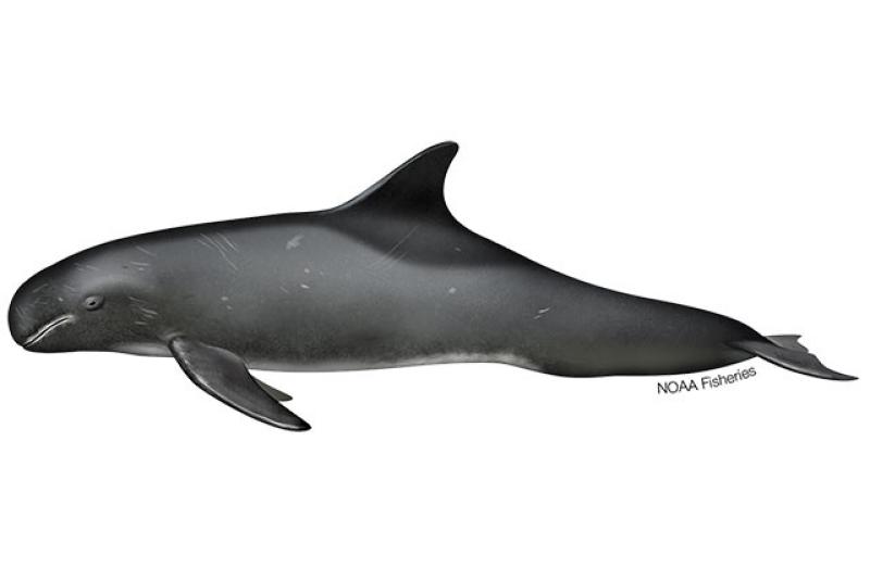 pygmy-killer-whale.webp