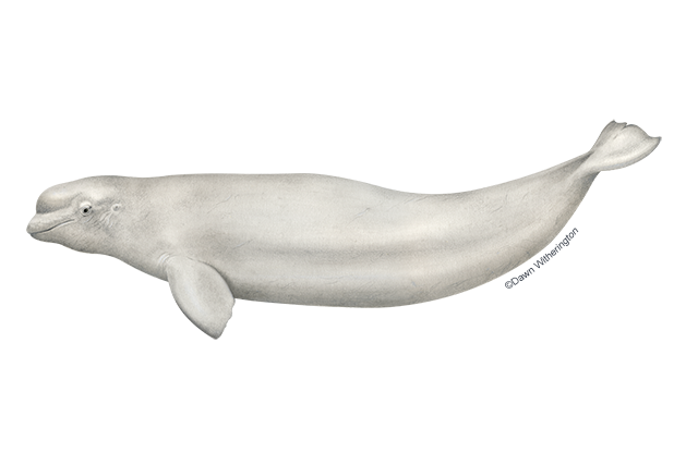 beluga.webp