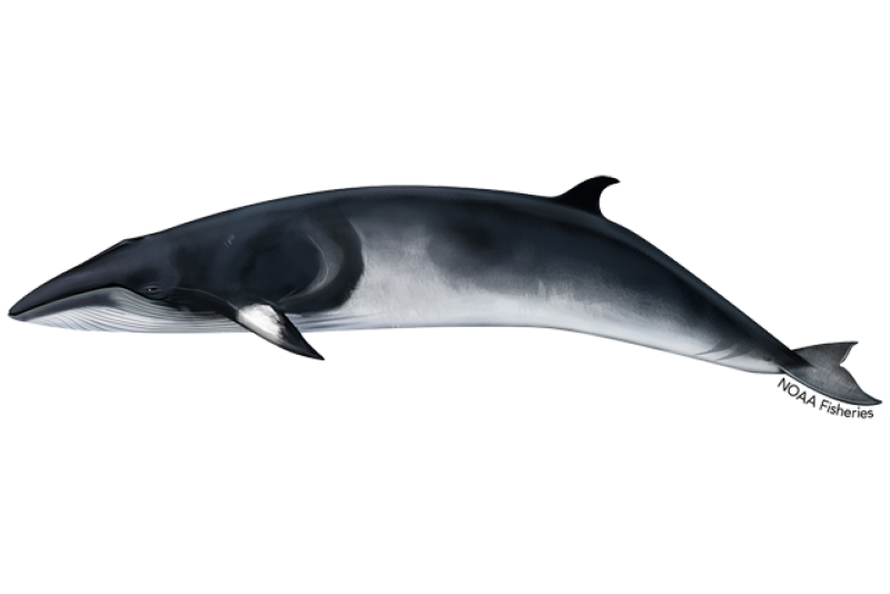 minke-whale.webp