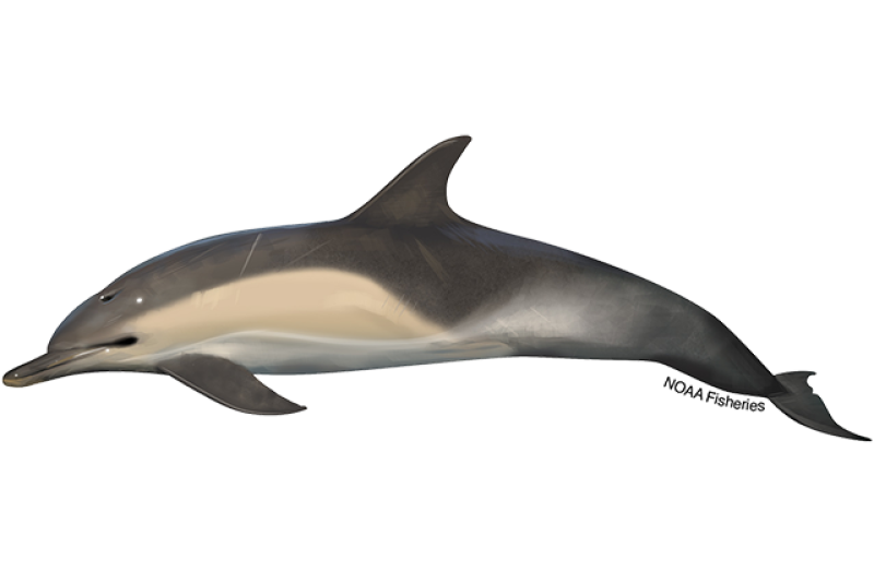 common_dolphin.webp