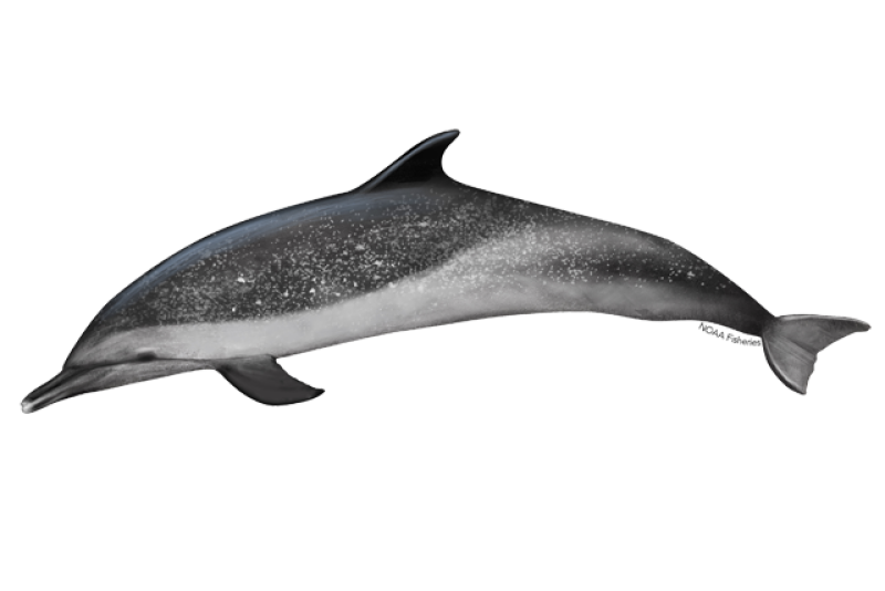 pantropical-spotted-dolphin.webp