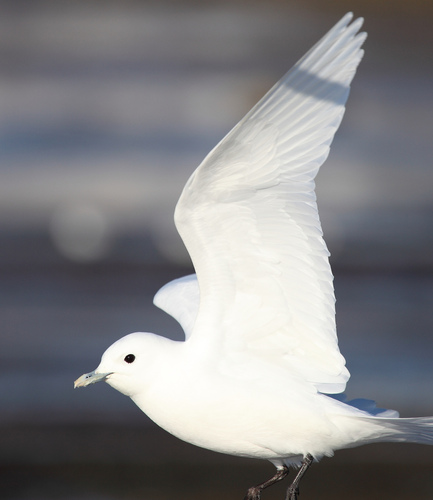 Ivory_Gull_0004_49019.jpg