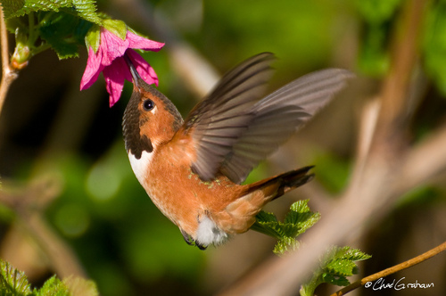 Rufous_Hummingbird_0076_59563.jpg