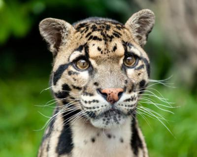 clouded leopard.jpg