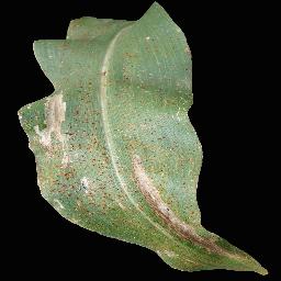 Corn___Common_rust.JPG