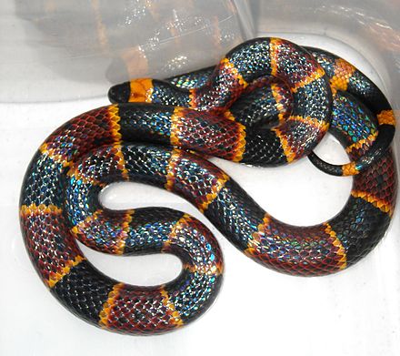 coral-snake.jpeg