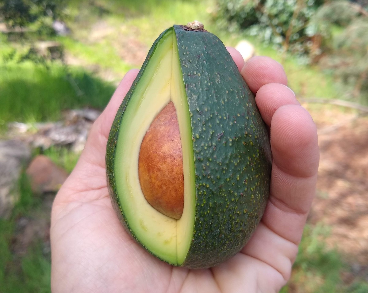 avocado.jpg