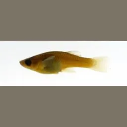 eg1.webp