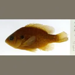 eg2.webp