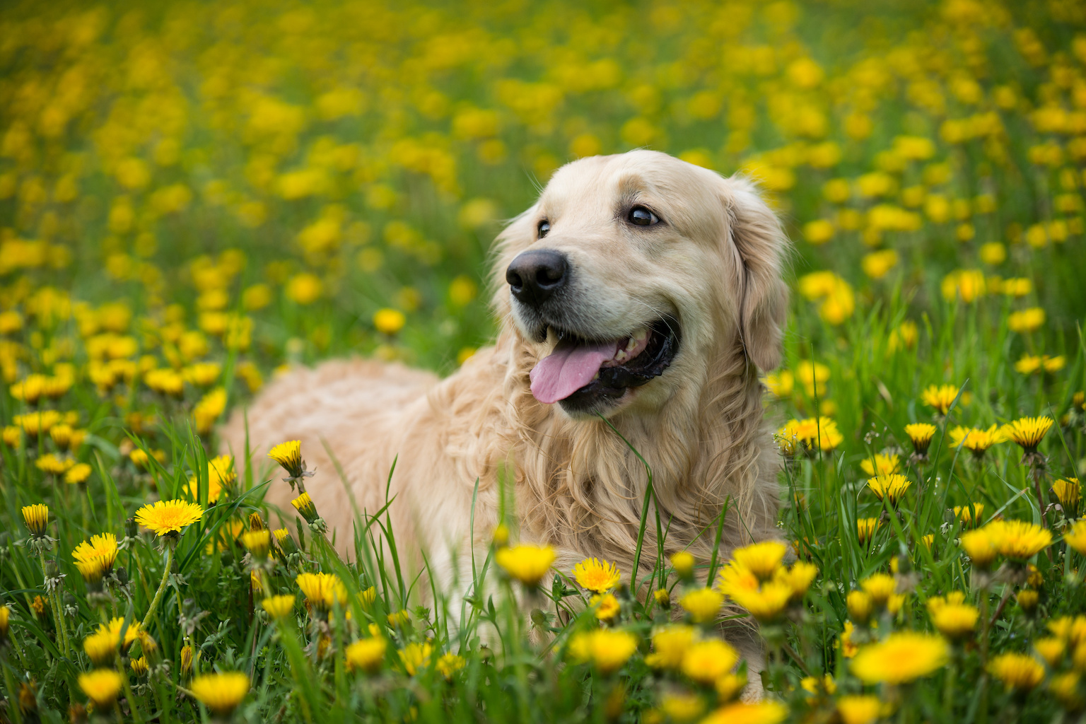 dog.jpeg
