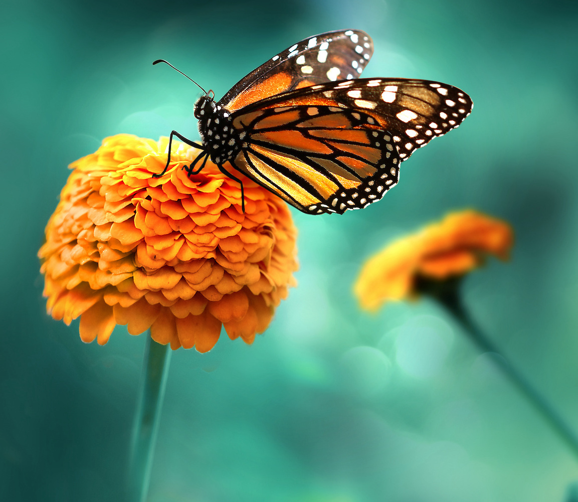 marigold.jpeg