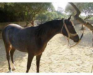horse.jpeg