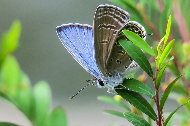 butterfly.jpg