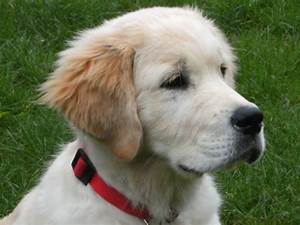 dog.jpeg