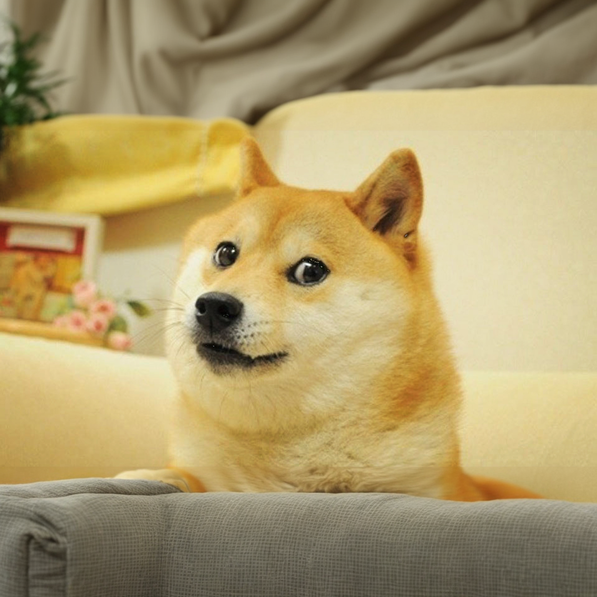 doge.png