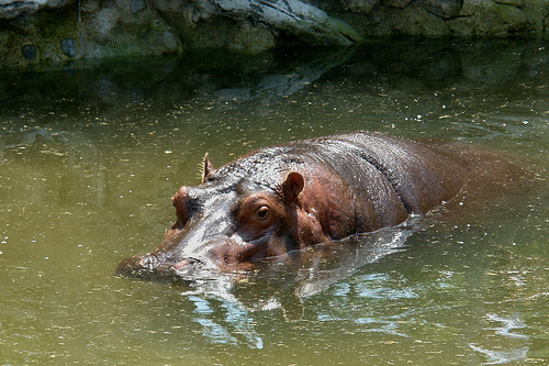 hippopotamus.JPEG