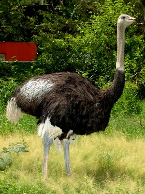 ostrich.JPEG