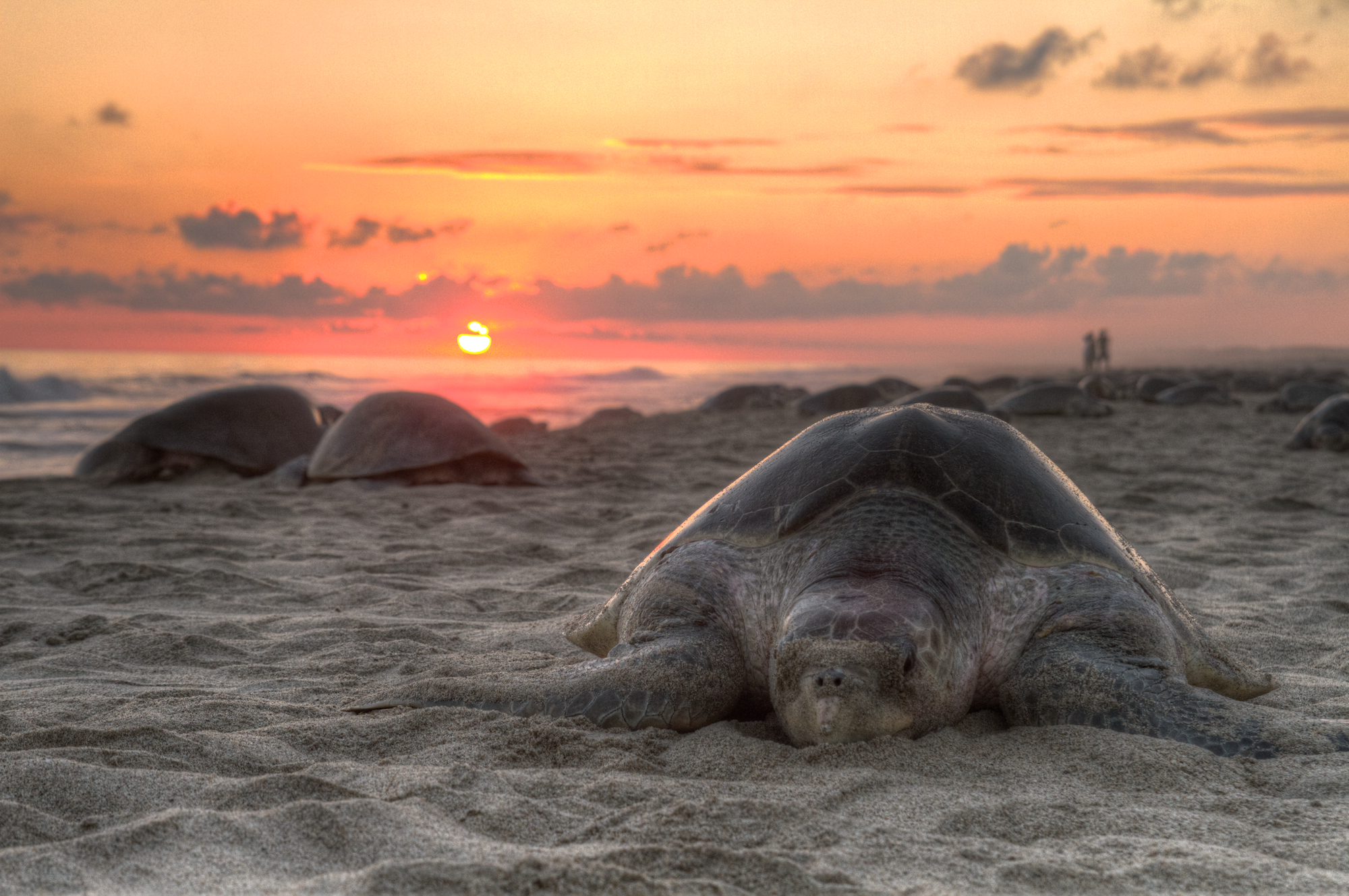 Turtle.jpeg