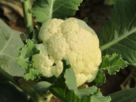 Cauliflower