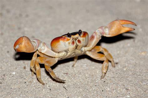 Crab.jpg