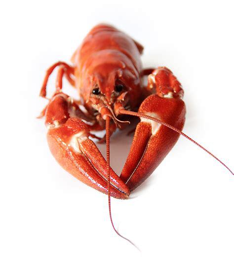 Lobster