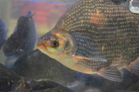 Tilapia