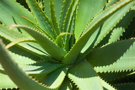 Aloevera