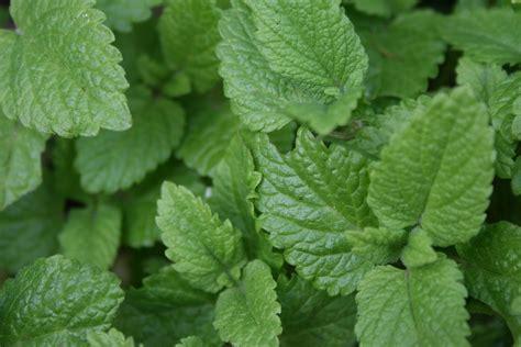 Lemon Balm